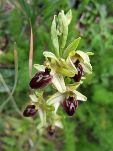 Ophrys exaltata